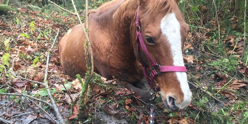 Wyant Road horse in bog