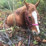 Wyant Road horse in bog
