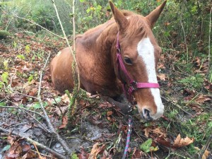 Wyant Road horse in bog