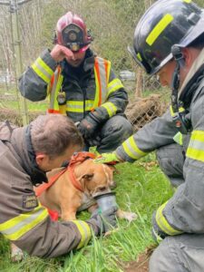 Three firefighters surround a large boxer-type dog wearing a special oxygen mask, designed for use with pets. 